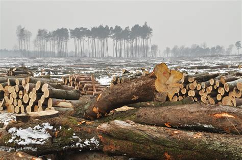 開發森林的壞處